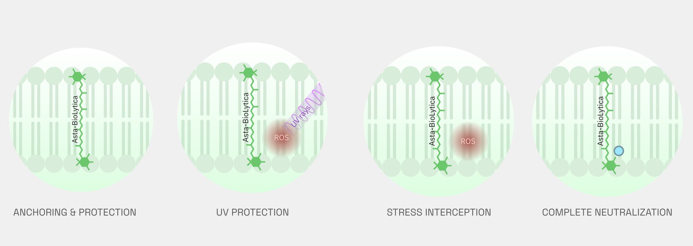 Mechanism of action: anchoring and protection, UV protection, stress interception, complete neutralization