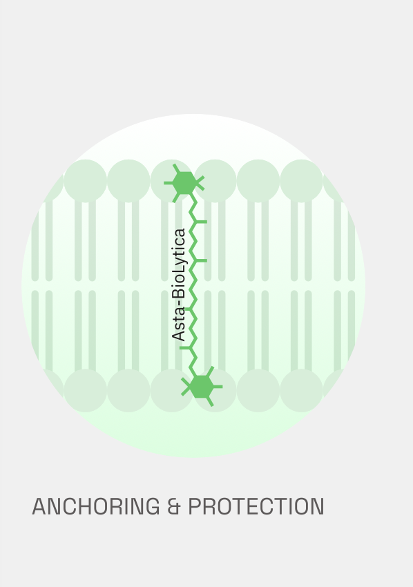 Mechanism of action: anchoring and protection