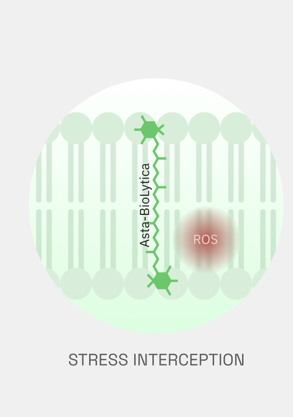 Mechanism of action: stress interception
